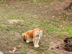 -西霞口神雕山野生动物世界