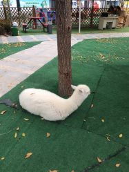 -萌宠亲子动物乐园(槐房万达店)