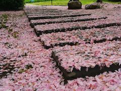-白塘生态植物园