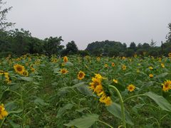 -洪湖家庭农场·团建·露营·会议