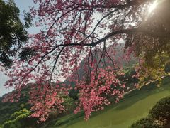 -风云岭森林公园