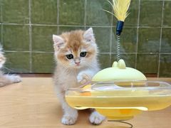 -帕帕拉兹宠物(亚洲旗舰店)