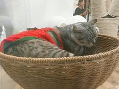 -袖虎·猫馆(体育西路店)