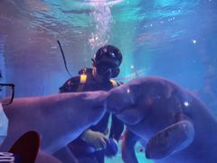 -烟台海昌鲸鲨海洋公园