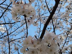 -高东镇樱花园