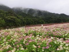 -广州市石门国家森林公园
