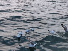 -大理洱海