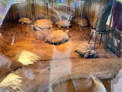 -辛玛王国游乐园