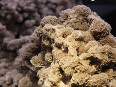 -正佳自然科学博物馆