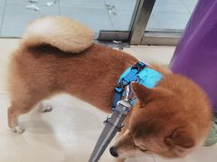 -宠福鑫康馨动物医院·骨科·眼科