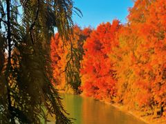 -上海海湾国家森林公园