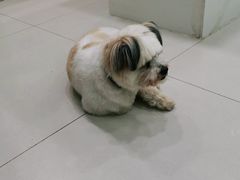 -安安宠物医院(情缘分院)