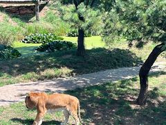 -西霞口神雕山野生动物世界