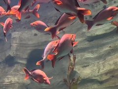 -珠海长隆海洋王国