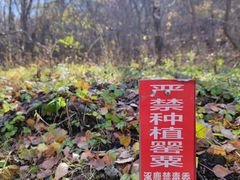 -灵山