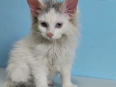 -瑞派福兴宠物医院犬猫全科·骨科·中西医结合(河东店)