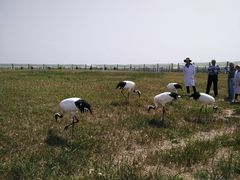 -盐城丹顶鹤湿地生态旅游区