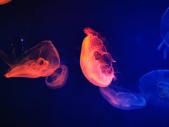 -成都浩海立方海洋公园