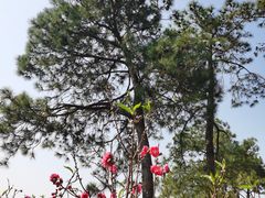 -广州莲花山旅游区