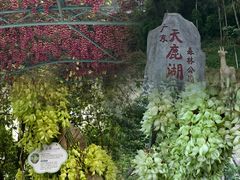 -天鹿湖森林公园