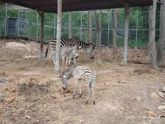 -清迈夜间动物园