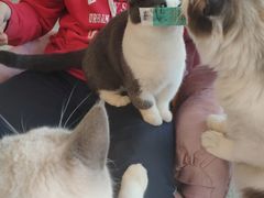 -泰国佛·塔罗·泰牌狐仙古曼
