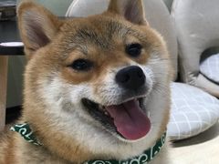 -逗柴咖啡屋·狗咖猫咖宠物桌游