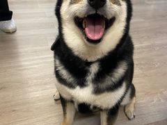 -柴迷FANS CLUB·柴犬狗咖·猫咖