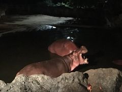 -清迈夜间动物园