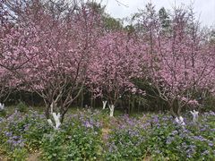 -上海海湾国家森林公园