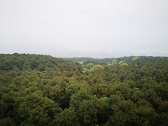 -铁山坪森林公园