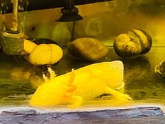 -上海大自然野生昆虫馆