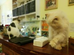 -猫色咖啡·猫咖