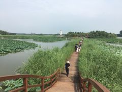 -白洋淀景区