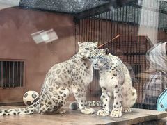 -青藏高原野生动物园
