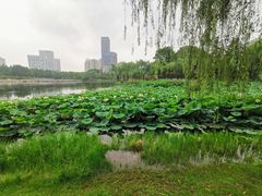 -后襄河公园