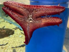 -上海海洋水族馆