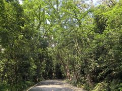 -深圳仙湖植物园