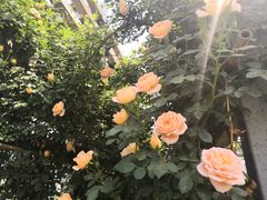 -石家庄市植物园