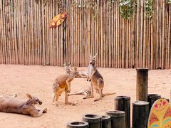 -深圳野生动物园