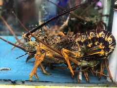 -马王堆海鲜水产市场