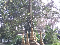 -瑞丽独树成林风景区