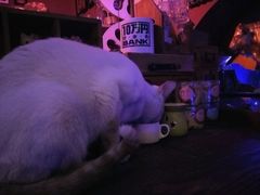 -星宿秘码(鼓浪屿老店)