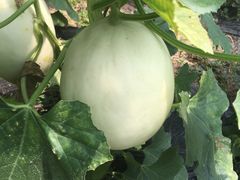 -万源龙顺度假庄园生态观光园