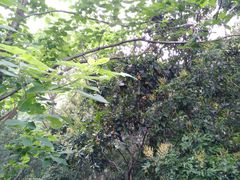 -福建鲤鱼洲酒店