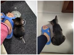 -芭比堂动物医院·犬猫全科·异宠专科(雁塔分院)