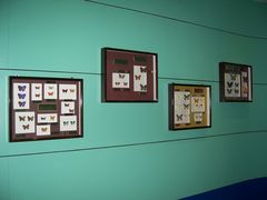 -上海昆虫博物馆