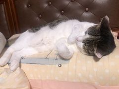 -国强手抓(西夏区店)