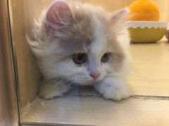 -momokira米努特·德文卷毛猫·棉花面纱犬