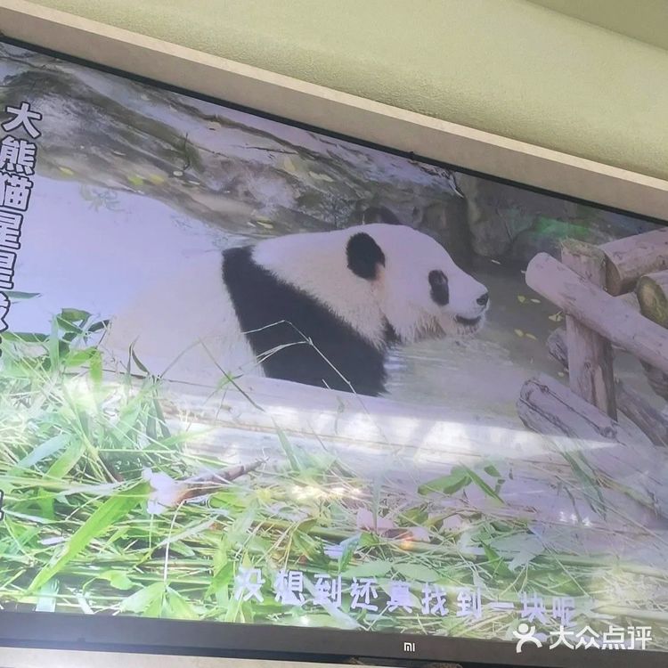 北京商场｜眉州东坡首家熊猫主题餐厅来咯🎉